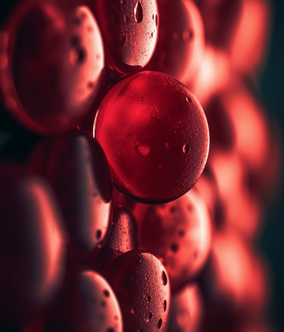 GLYCOCALIX IN ENDOTHELZELLEN VON BLUTGEFÄSSEN